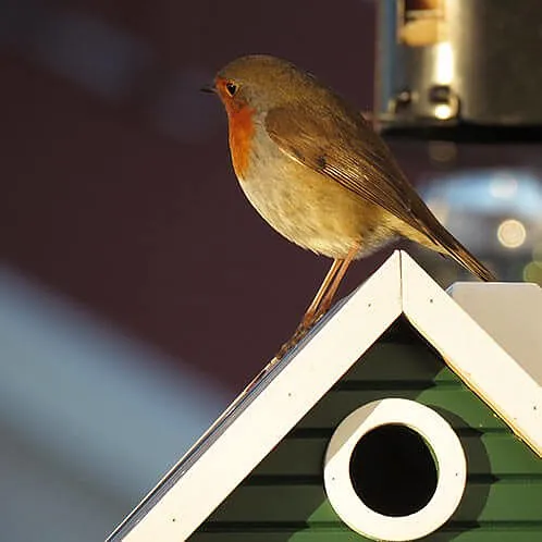 Combined Bird House and Bird Feeder Green Cottage